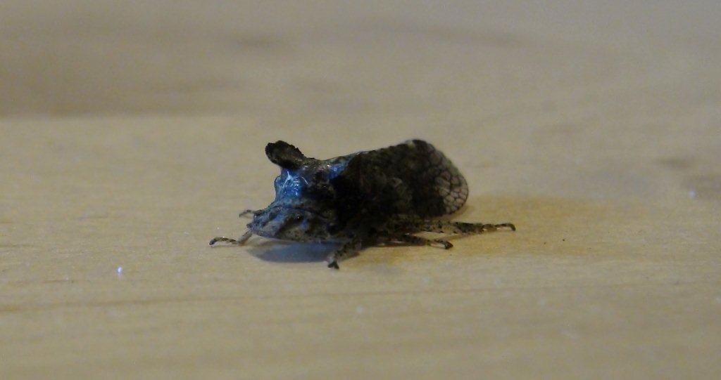 Ledra aurita - Cicadellidae Ledrinae